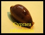 Cypraea rabaulensis, Schilder 1964